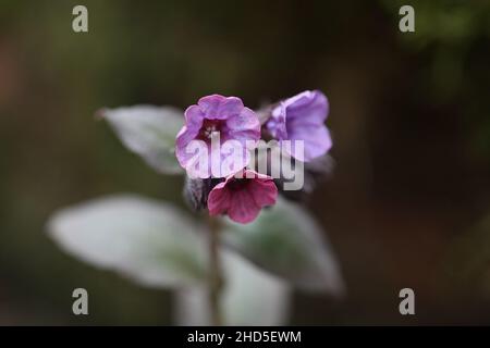 Pulmonaria Obscura, conosciuta come il lungwort o il lungwart di Suffolk, fiore selvatico dalla Finlandia Foto Stock