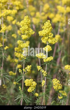 Galium verum, comunemente noto come Bedpaglia di Lady, paglia di Wirtgen o paglia gialla, fiore selvatico dalla Finlandia Foto Stock