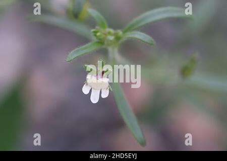 Chaenorhinum meno, comunemente noto come piccolo toadflax o nudragon nana, pianta selvatica dalla Finlandia Foto Stock