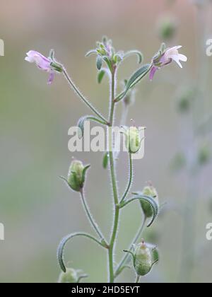 Chaenorhinum meno, comunemente noto come piccolo toadflax o nudragon nana, pianta selvatica dalla Finlandia Foto Stock