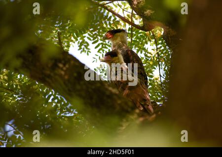 Caracara Meridionale (Caracara plancus), o Caracara crestata, adulta e in fuga Foto Stock
