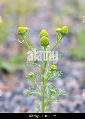 Matricaria discoidea, comunemente conosciuta come ananas Mayweed, disco mayweed, ananas erbaccia, ananas-erbaccia, Rayless camomile, Rayless Mayweed o Wild ch Foto Stock