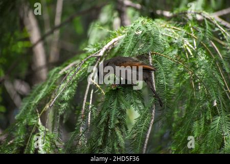 Baywing grigiastro (Agelaioides badius), noto anche come cowbird alare Foto Stock