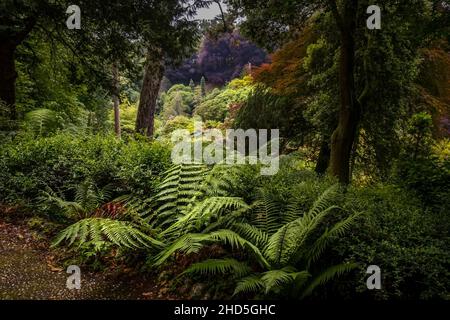 La vista spettacolare sulla vegetazione lussureggiante nei giardini subtropicali Trebah in Cornovaglia. Foto Stock