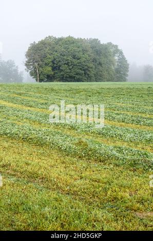 Erba appena rasata in un campo agricolo vicino a una foresta Foto Stock