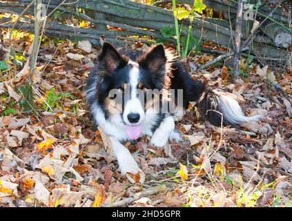 Confine Collie giocando in boschi e parco Foto Stock