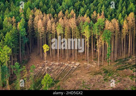 Bosco di abete rosso colpito da coleotteri di corteccia Foto Stock