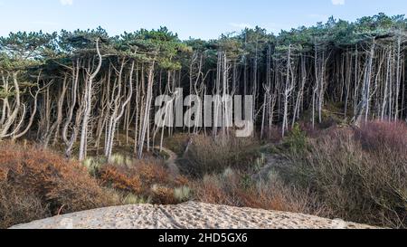 Bordo di pinete Formby vicino a Liverpool. Foto Stock