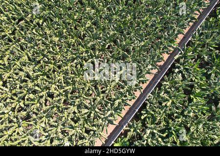 Piantagione di banane a Tenerife; Isole Canarie, Spagna. Vista dall'alto Foto Stock