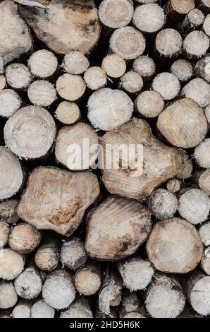 Grande pila di alberi o tronchi sgranati con sezione trasversale visibile, vista frontale Foto Stock