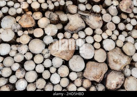 Grande pila di alberi o tronchi sgranati con sezione trasversale visibile, vista frontale Foto Stock