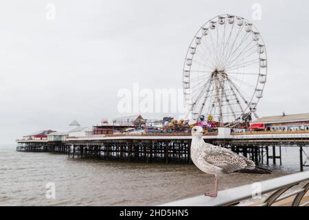 Un gabbiano di mare raffigurato di fronte al molo centrale sulla spiaggia di Blackpool. Foto Stock