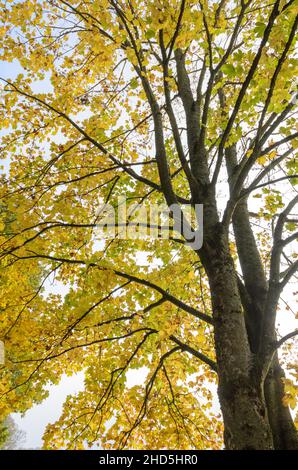 Guardando su foglie, rami e ramoscelli di giallo dorato di un albero di acero (Acer pseudoplatanus) in una foresta durante l'autunno in Germania, Europa Foto Stock