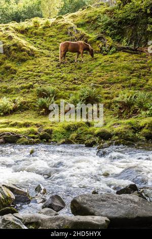 Cavallo ai piedi delle Cascate di Llanberis. Foto Stock