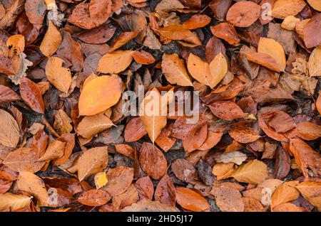 Foglie brune (Fagus sylvatica), note anche come Faggio comune o Faggio europeo sul terreno boschivo durante la stagione autunnale Foto Stock