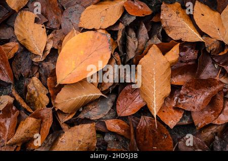 Foglie brune (Fagus sylvatica), note anche come Faggio comune o Faggio europeo sul terreno boschivo durante la stagione autunnale Foto Stock