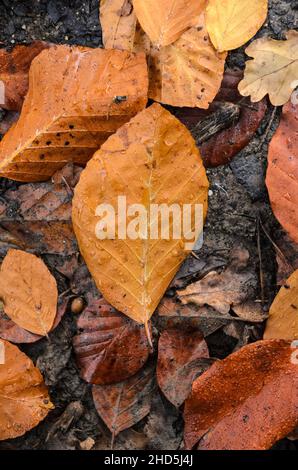 Foglie brune (Fagus sylvatica), note anche come Faggio comune o Faggio europeo sul terreno boschivo durante la stagione autunnale Foto Stock