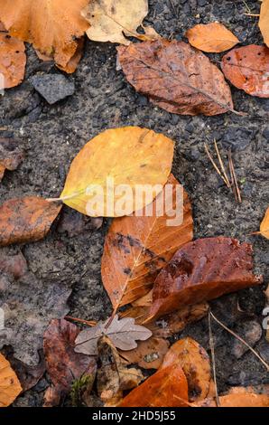 Foglie brune (Fagus sylvatica), note anche come Faggio comune o Faggio europeo sul terreno boschivo durante la stagione autunnale Foto Stock