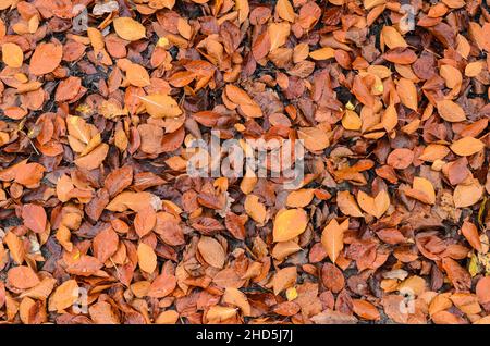 Foglie brune (Fagus sylvatica), note anche come Faggio comune o Faggio europeo sul terreno boschivo durante la stagione autunnale Foto Stock