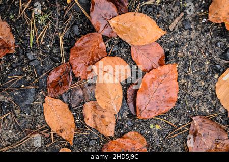 Foglie brune (Fagus sylvatica), note anche come Faggio comune o Faggio europeo sul terreno boschivo durante la stagione autunnale Foto Stock