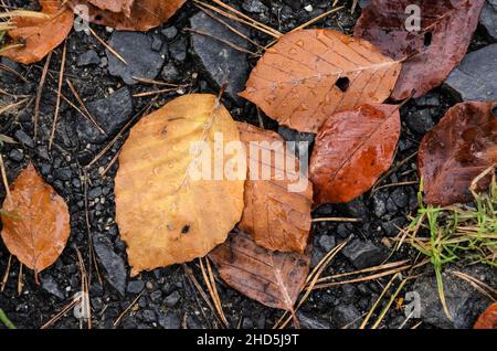 Foglie brune (Fagus sylvatica), note anche come Faggio comune o Faggio europeo sul terreno boschivo durante la stagione autunnale Foto Stock