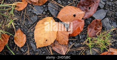 Foglie brune (Fagus sylvatica), note anche come Faggio comune o Faggio europeo sul terreno boschivo durante la stagione autunnale Foto Stock