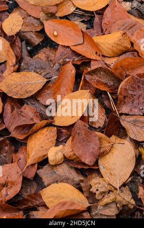 Foglie brune (Fagus sylvatica), note anche come Faggio comune o Faggio europeo sul terreno boschivo durante la stagione autunnale Foto Stock