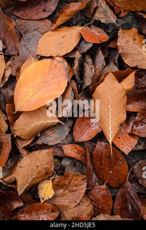 Foglie brune (Fagus sylvatica), note anche come Faggio comune o Faggio europeo sul terreno boschivo durante la stagione autunnale Foto Stock