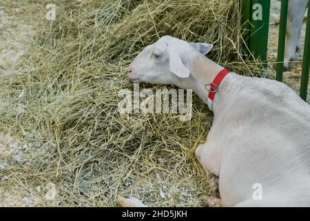 Pecora bianca mangiare fieno alla mostra animale, fiera Foto Stock