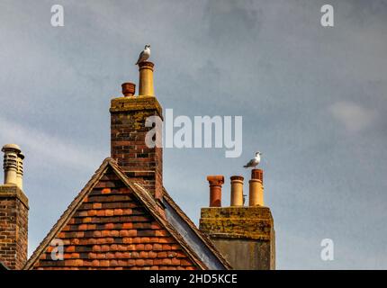 Due gabbiani si trovavano sui camini di Lewes, la contea di East Sussex, Inghilterra. Foto Stock