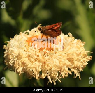 Una farfalla Woodland Skipper (Ochlodes sylvanoides) seduta su un fiore a Victoria, BC, Canada. Foto Stock