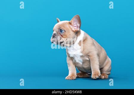 Lilla Red Fawn Puppy cane Bulldog francese seduto su sfondo blu Foto Stock