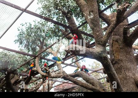 Il pappagallo blu-nappato, anche il pappagallo verde coronato di blu, pappagallo, il pappagallo verde o come picoy seduto su un ramo nel verde Foto Stock