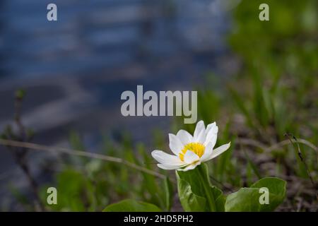 Singolo fiore di palude bianco vicino ad un torrente Foto Stock