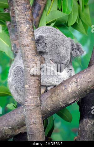 Un orso di Koala si riccia per un pisolino. Foto Stock