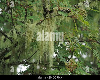 Lichen bearded /barba dell'uomo vecchio /streghe Beard Lichen ( ? Usnea Hirta?) Coltivando su rami di Rowan Tree (Sorbus aucuparia) in Perthshire, Scozia, Regno Unito Foto Stock