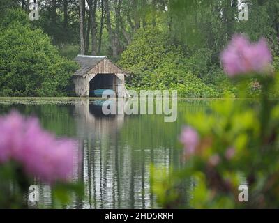 Ammira i fiori rosa di Rhodendron in barca, con riflessi su un piccolo lago privato nella regione collinare appartata del Perthshire, Scozia, Regno Unito Foto Stock