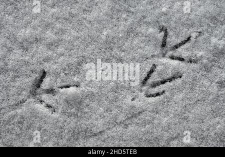 California Quail piste nella neve Foto Stock