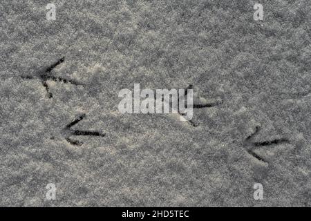 California Quail piste nella neve Foto Stock