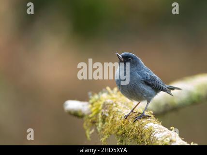 Slaty Flowerpiercer (Diglossa plumbea) Foto Stock