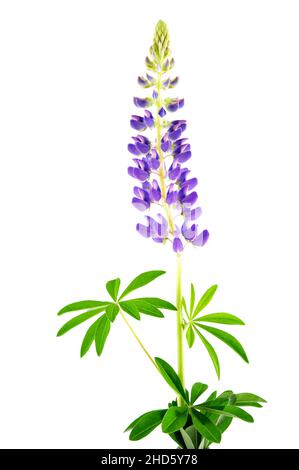 Lupino fiorente (Lupinus polifyllus) isolato su sfondo bianco. Foto Stock