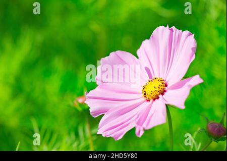 Fiore COSMOS (Cosmos bipinnatus) nel giardino. Fuoco selettivo e profondità di campo poco profonda. Foto Stock