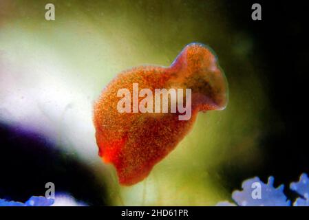 Platworm rosso di planaria - Retrogemma di Convolutriloba Foto Stock