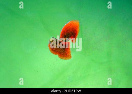 Platworm rosso di planaria - Retrogemma di Convolutriloba Foto Stock