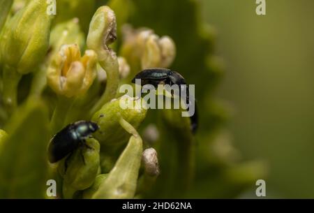 Un colpo di fuoco macro poco profondo di coleotteri di polline (Meligethes aeneus) su una pianta Foto Stock