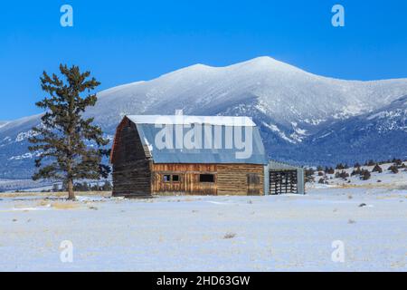 vecchio fienile di tronchi sotto il monte baldy in inverno vicino townsend, montana Foto Stock