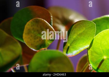 Macroscopio di Pilea peperomioides houseplant, foglie verdi illuminate con luce rossa al neon Foto Stock