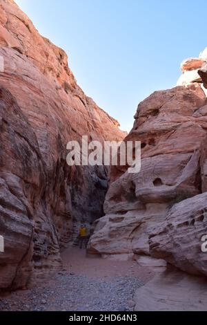Un turista maschile si alza e scatta una foto in un canyon slot presso il Valley of Fire state Park, Nevada, USA.