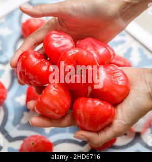 Mani che tengono molte mele di cera o mele di Java o semi-mele di rosa di Semarang (Syzygium samarangense). Immagine quadrata. Foto Stock