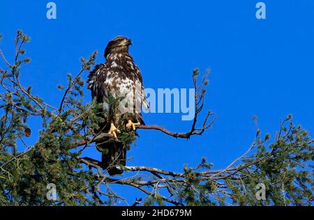 Un'immatura aquila Bald 'Haliaeetus leucocephalus', arroccata su un ramo d'albero sull'isola di Vancouver, British Columbia Canada Foto Stock